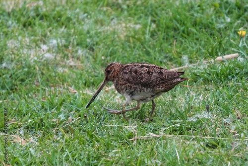 The common snipe (Gallinago gallinago) is a small, stocky wader native to the Old World.