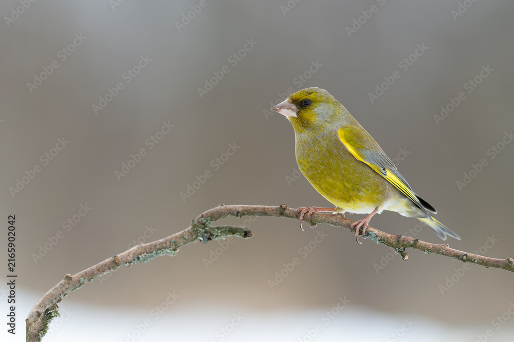 Obraz premium European Greenfinch Perched on a Winter Branch