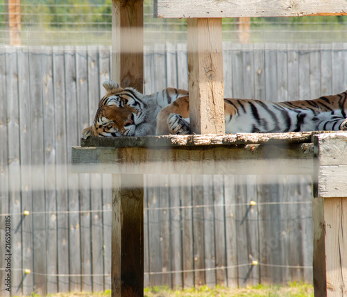 Obraz na plátně Tiger Sleeps in its enclosure at a Roadside Zoo