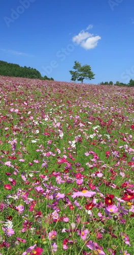 太陽の丘えんがる公園虹の広場コスモス園