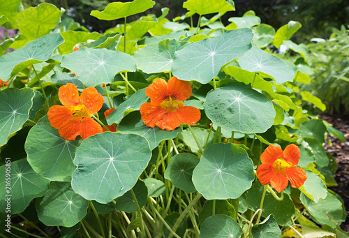 Quadro su tela Orange-flowering nasturtium with round green leaves, backlit.