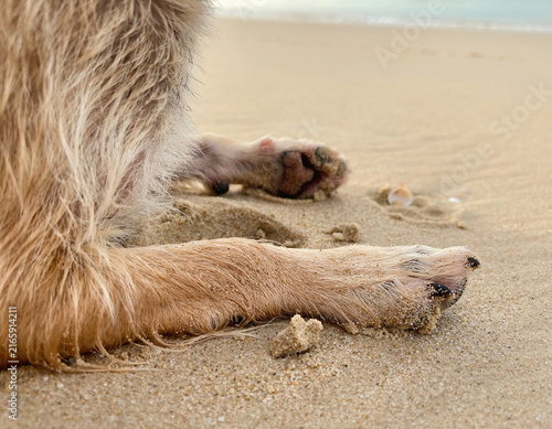 Hind legs and paws of a small dog lying flat on a sandy beach.