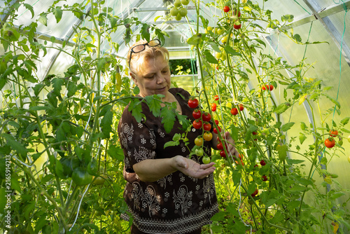 The woman is harvesting tomatoes in the greenhouse and putting them in a basket.