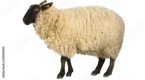 Canvastavla sheep, sheep PNG, white sheep, woolly sheep, fluffy sheep, farm sheep, domestic