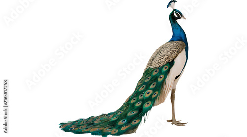 peacock, peacock bird, peacock PNG, male peacock, standing peacock, colorful bird, peacock feathers, long tail feathers, png