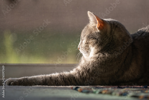 Gray cat relaxes in the warmth of the sunlight on his furry arm while relaxing next to the window