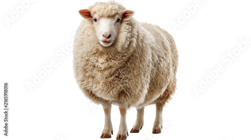 sheep, sheep animal, sheep PNG, white sheep, farm sheep, domestic sheep, livestock, farm animal, sheep image, png