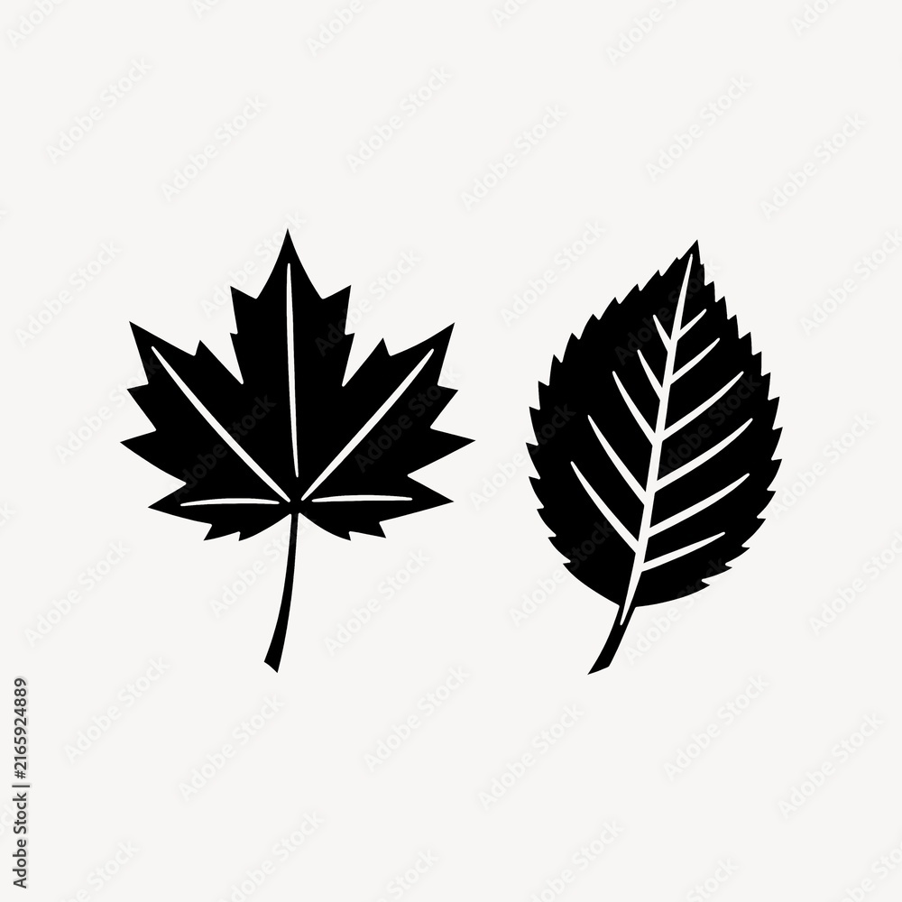 Fototapeta premium Silhouettes of a maple leaf and an elm leaf on a white background.
