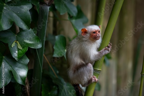 Foto A Silvery Marmoset (Mico argentatus) in a tree.