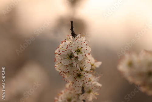 fiori di prugnolo in primavera al tramonto
