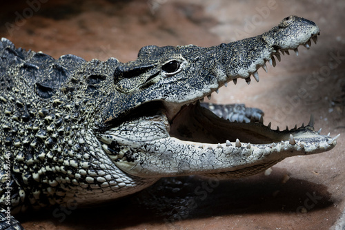 фотографія A Cuban Crocodile (Crocodylus rhombifer) basking in the sun.