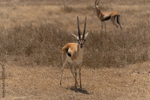 Photography Thomson's gazelle standing in the Serengeti savanna in Tanzania