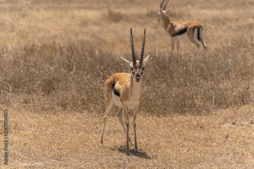 Canvas Print Thomson's gazelle standing in the Serengeti savanna in Tanzania