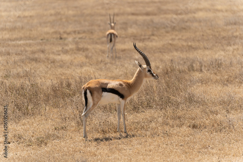 Photography Thomson's gazelle standing in the Serengeti savanna in Tanzania