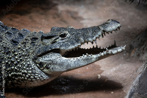 Photography A Cuban Crocodile (Crocodylus rhombifer) basking in the sun.