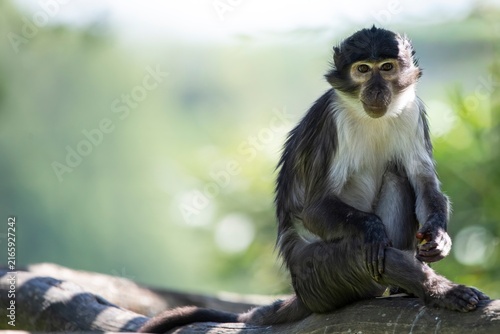 Fotografie A White-Naped Mangabey (Cercocebus lunulatus).