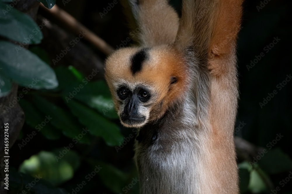 Fototapeta premium A female Northern White-Cheeked Gibbon (Nomascus leucogenys) hanging from a tree.