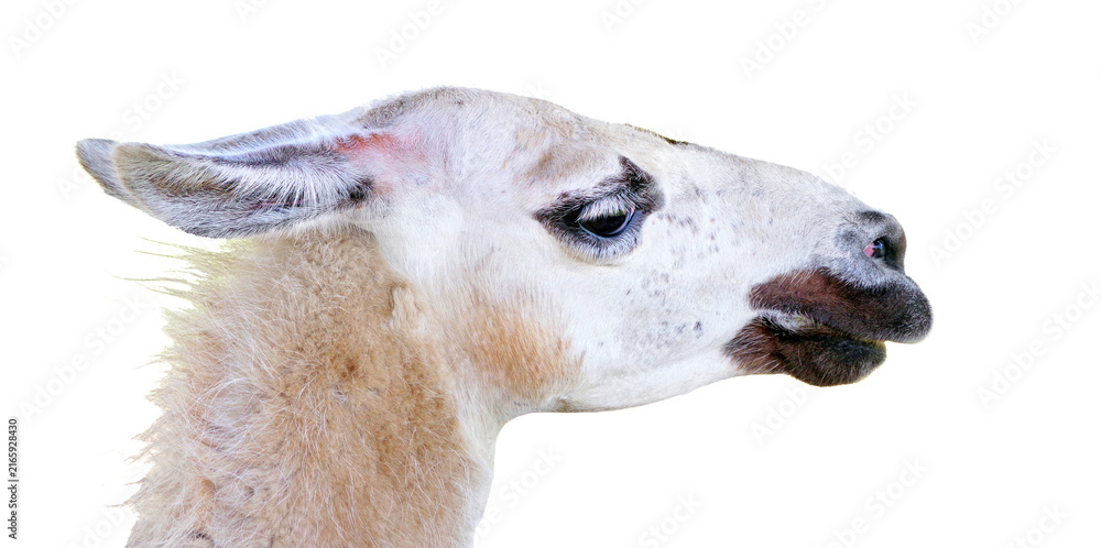 Naklejka premium portrait of a white lama. llama head isolated on transparent background