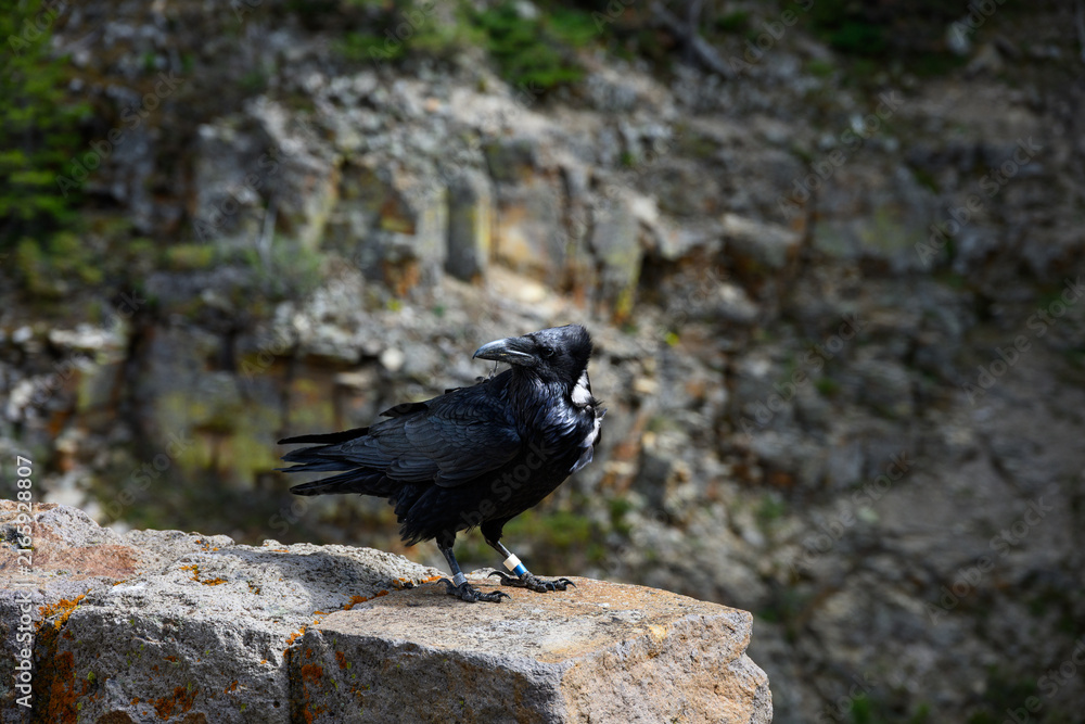 Naklejka premium Conservation scientific research project with Common Raven, Corvus corax, solar powered GPS tracking unit backpack on bird to monitor movement, Yellowstone National Park 
