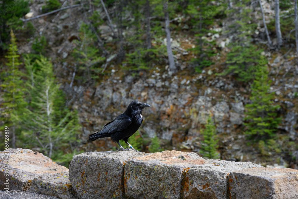 Naklejka premium Conservation scientific research project with Common Raven, Corvus corax, solar powered GPS tracking unit backpack on bird to monitor movement, Yellowstone National Park 