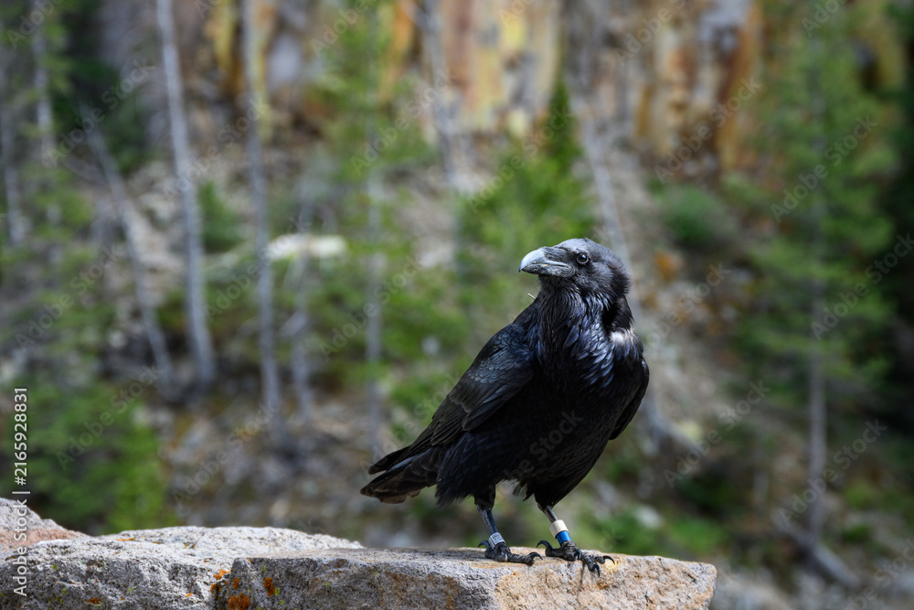 Naklejka premium Conservation scientific research project with Common Raven, Corvus corax, solar powered GPS tracking unit backpack on bird to monitor movement, Yellowstone National Park 