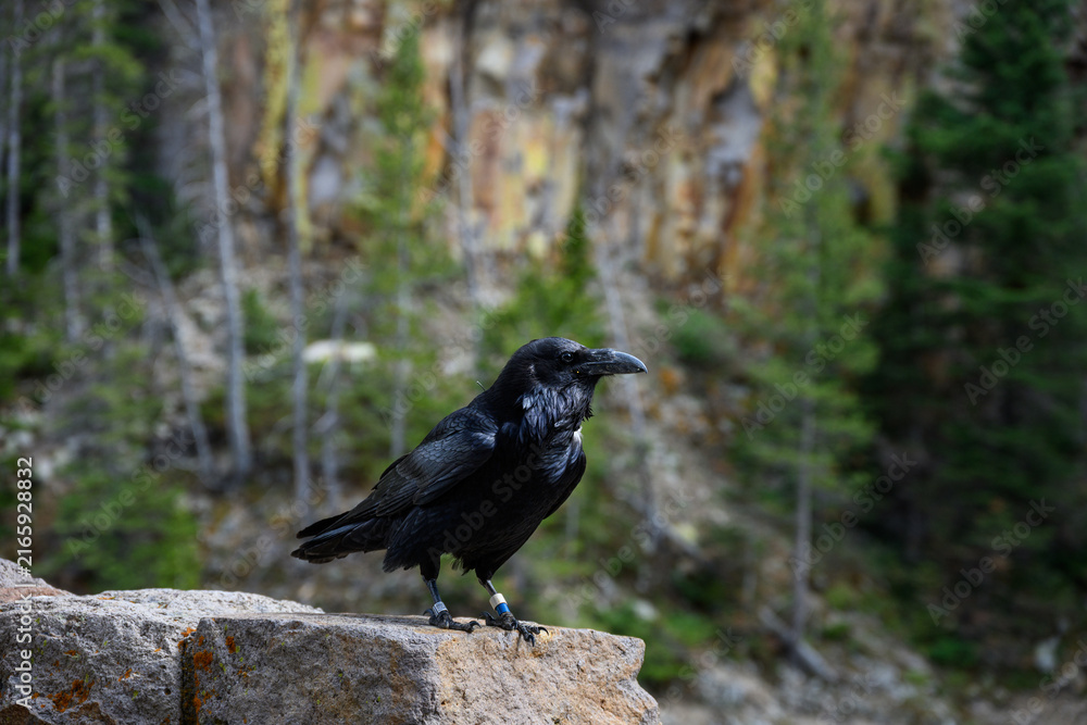 Naklejka premium Conservation scientific research project with Common Raven, Corvus corax, solar powered GPS tracking unit backpack on bird to monitor movement, Yellowstone National Park 
