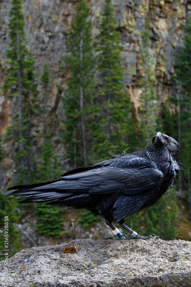 Naklejka premium Conservation scientific research project with Common Raven, Corvus corax, solar powered GPS tracking unit backpack on bird to monitor movement, Yellowstone National Park 