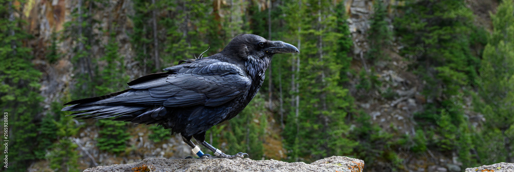Naklejka premium Conservation scientific research project with Common Raven, Corvus corax, solar powered GPS tracking unit backpack on bird to monitor movement, Yellowstone National Park