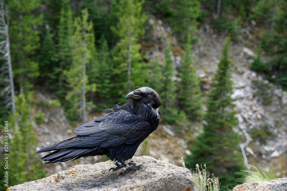 Naklejka premium Conservation scientific research project with Common Raven, Corvus corax, solar powered GPS tracking unit backpack on bird to monitor movement, Yellowstone National Park 