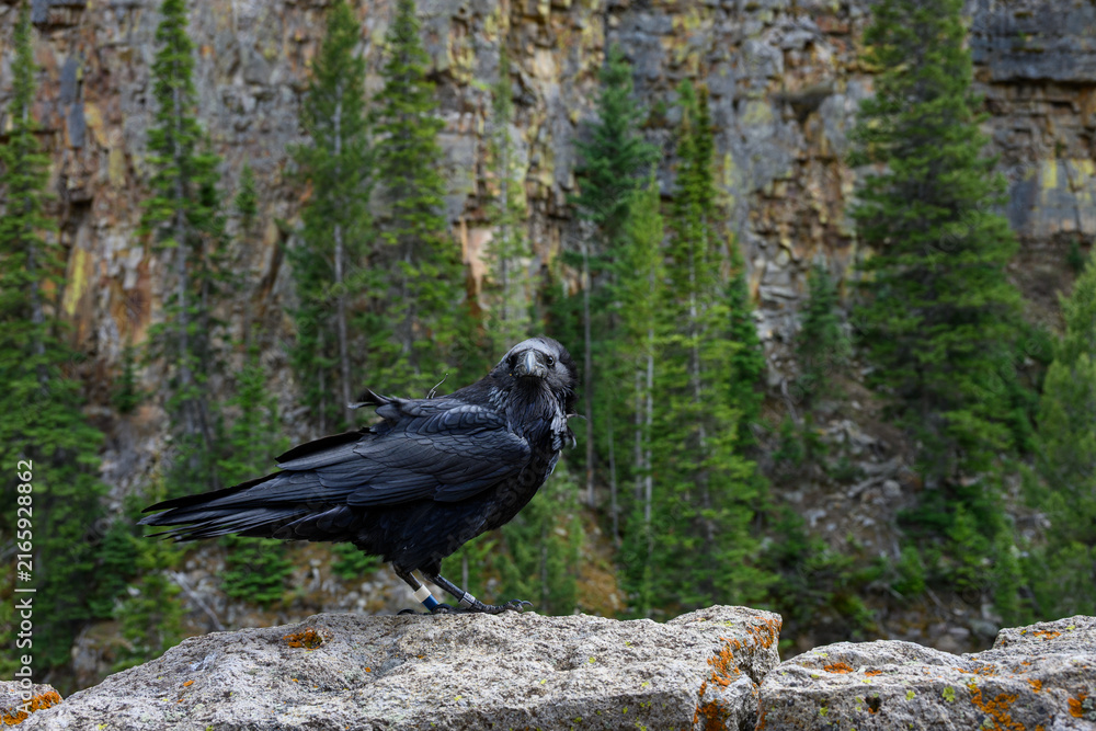 Naklejka premium Conservation scientific research project with Common Raven, Corvus corax, solar powered GPS tracking unit backpack on bird to monitor movement, Yellowstone National Park 