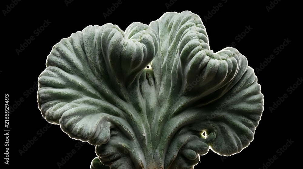 Obraz premium Ornamental stone carved capital with acanthus leaf motif