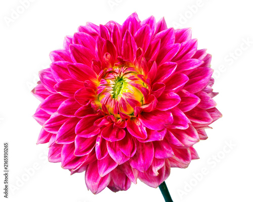 Purple dahlia flower isolated on transparent background