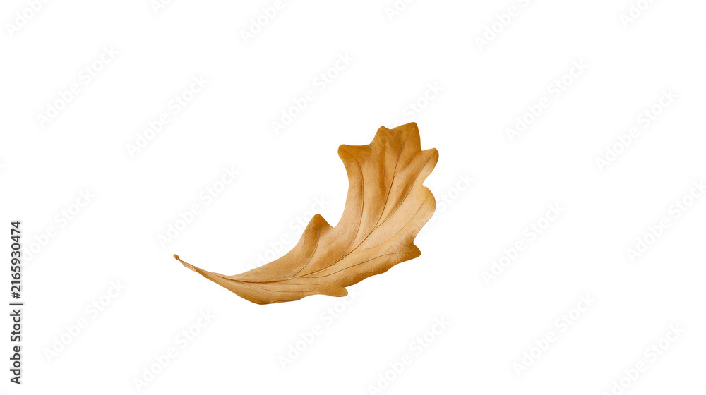 Fototapeta premium Single dried golden oak leaf isolated on transparent background for png file format design