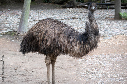 Close-up of an emu walking in its enclosure at Africam Safari Puebla, Mexico. An impressive large flightless bird in a natural habitat, showcasing its unique appearance.