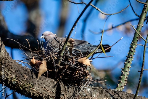 Wild picazuro pigeon incubating on a twig nest built on a thorny tree branch, backlit by winter sunlight against a clear blue sky.