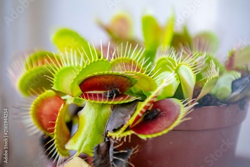 Close-up of a potted Venus flytrap (Dionaea muscipula) with red-lined traps and spiky cilia, holding captured flies, backlit by soft window light.