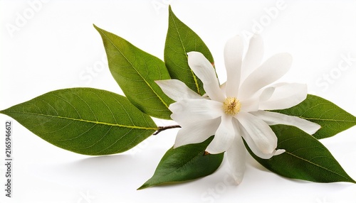 Branch Of White Japanese Magnolia Kobus Isolated On White Background