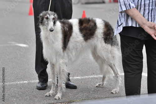 Obraz na płótnie Borzoi dog standing on leash held by man handler,