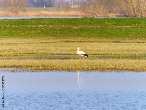 Fotografie Storch watet durch überflutete Wiese, Wasser reflektiert den Himmel