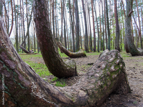 Bild auf Leinwand Verdrehte Bäume im Wald