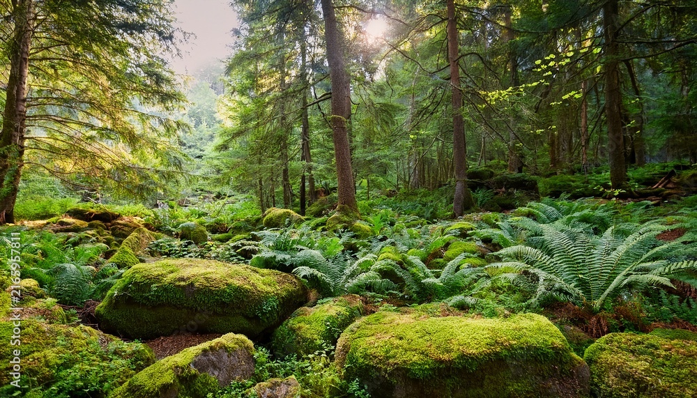 Fototapeta premium A Tranquil Forest Clearing With Moss Covered Rocks And Ferns