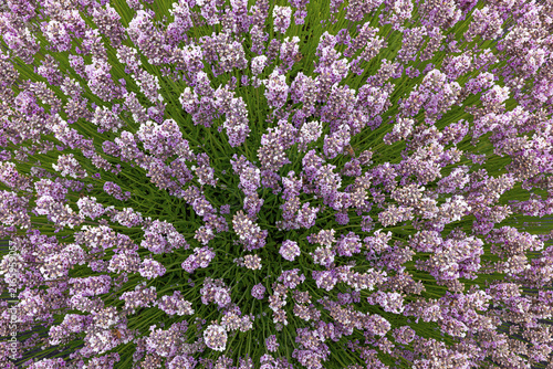  Burst of Pink Lavender Flowers