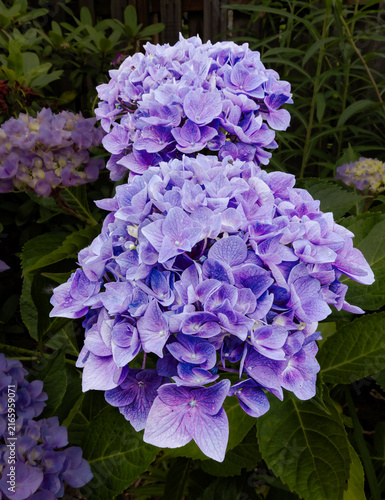 Hydrangea Beauty