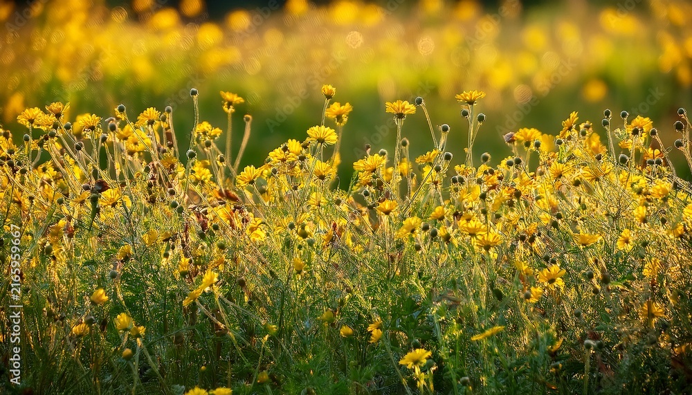 Obraz premium Field Of Dense Yellow Wildflowers With Green Grass Under Soft Daylight