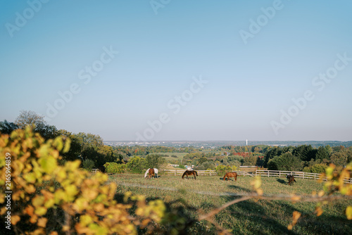 Canvas Print Horses Grazing on a Scenic Family Farm in Toronto Ontario