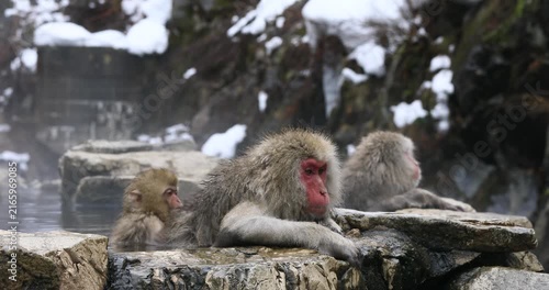 地獄谷野猿公苑の温泉に入る猿