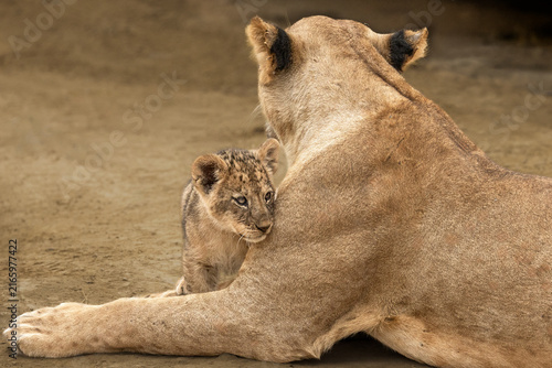 Quadro su tela Tiny Lion Cub Leaning Against Its Mother in the African Savanna, Masai Mara, Ken