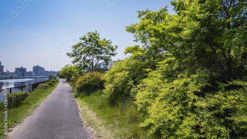 川沿いに広がる新緑の木々と青空の下の遊歩道