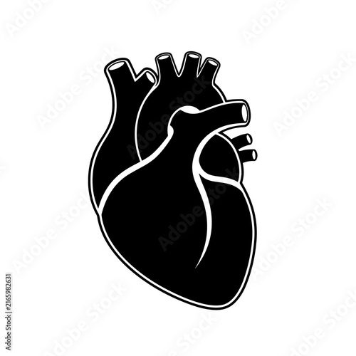 Human Heart Anatomical Vector Icon - Real Organ Silhouette Symbol for Medical Design