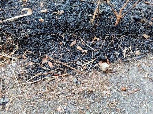 Cuadro en lienzo Charcoal ash from twigs left over from burning on dry land, be aware that the dr